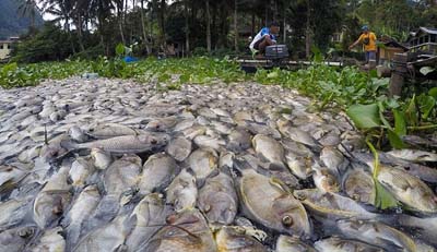 Curah Hujan Tinggi, Ikan di Danau Maninjau Mati Massal 